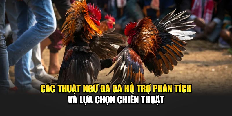 Thuật Ngữ Đá Gà Phổ Biến Tại Nhà Cái 188Bet Bạn Nên Biết 3 Các thuật ngữ đá gà hỗ trợ phân tích và lựa chọn chiến thuật