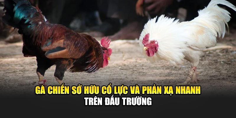 Trải Nghiệm Đá Gà Cựa Dao Chuyên Nghiệp Tại 188Bet 1 Gà chiến sở hữu cổ lực và phản xạ nhanh trên đấu trường