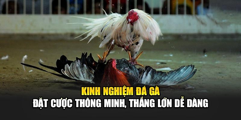 Kinh Nghiệm Đá Gà 188BET - Chiến Lược Đánh Bại Đối Thủ Dễ Dàng 3 Kinh nghiệm đá gà 188BET - Đặt cược thông minh, thắng lớn dễ dàng
