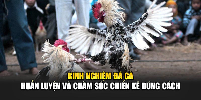 Kinh Nghiệm Đá Gà 188BET - Chiến Lược Đánh Bại Đối Thủ Dễ Dàng 2 Kinh nghiệm đá gà 188BET - Huấn luyện và chăm sóc chiến kê đúng cách